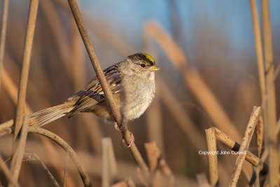 Golden-crowned-Sparrow;One;Sparrow;Zonotrichia-atricapilla;avifauna;bird;birds;c